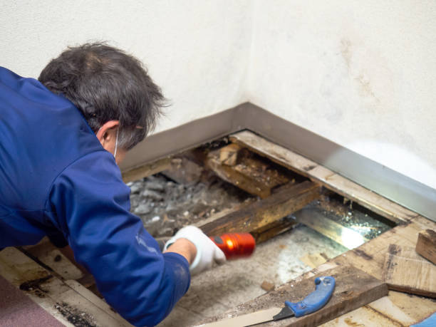 Best Mold Remediation  in Carlinvle, IL