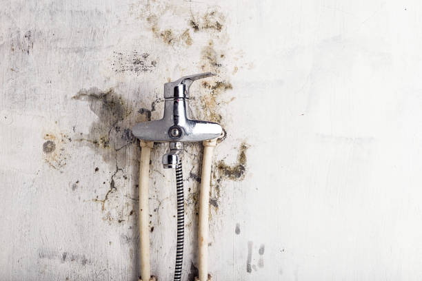 Certified Mold Removal in Carlinville, IL