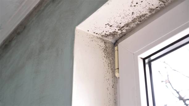 Best Mold Testing  in Carlinvle, IL