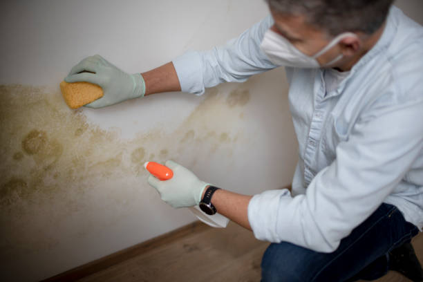 Best Office Mold Removal Services  in Carlinvle, IL