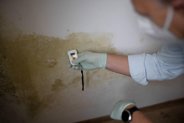 Best Attic Mold Removal  in Carlinvle, IL