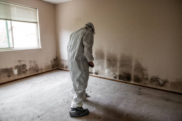 Best Mold Testing  in Carlinvle, IL