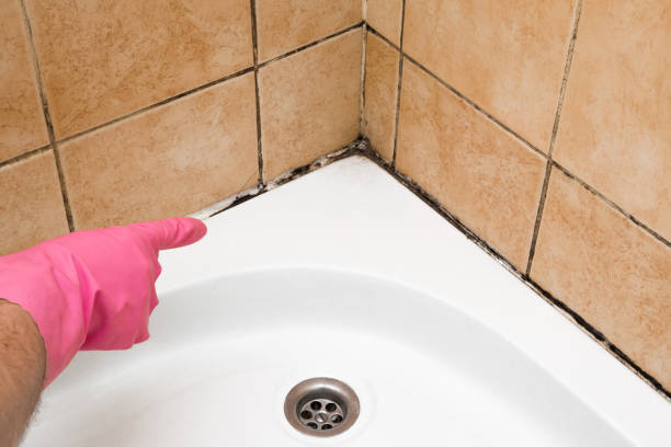 Best Certified Mold Removal  in Carlinvle, IL