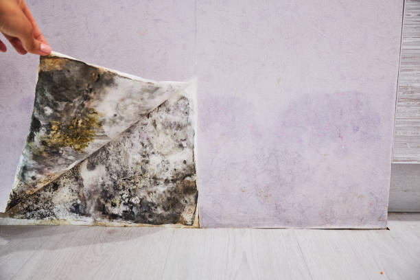 Best Mold Testing  in Carlinvle, IL
